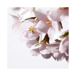 Shiseido Illuminating Micro-Spot Serum Siero -Negozio al dettaglio [ Aveda] 2022 Shiseido Sieri Illuminating Micro Spot Serum 6