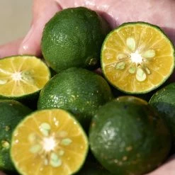 Shiseido Waso Gel-To-Oil Cleanser Detergente Viso -Negozio al dettaglio [ Aveda] 2022 Shiseido WASO Waso Gel To Oil Cleanser 4