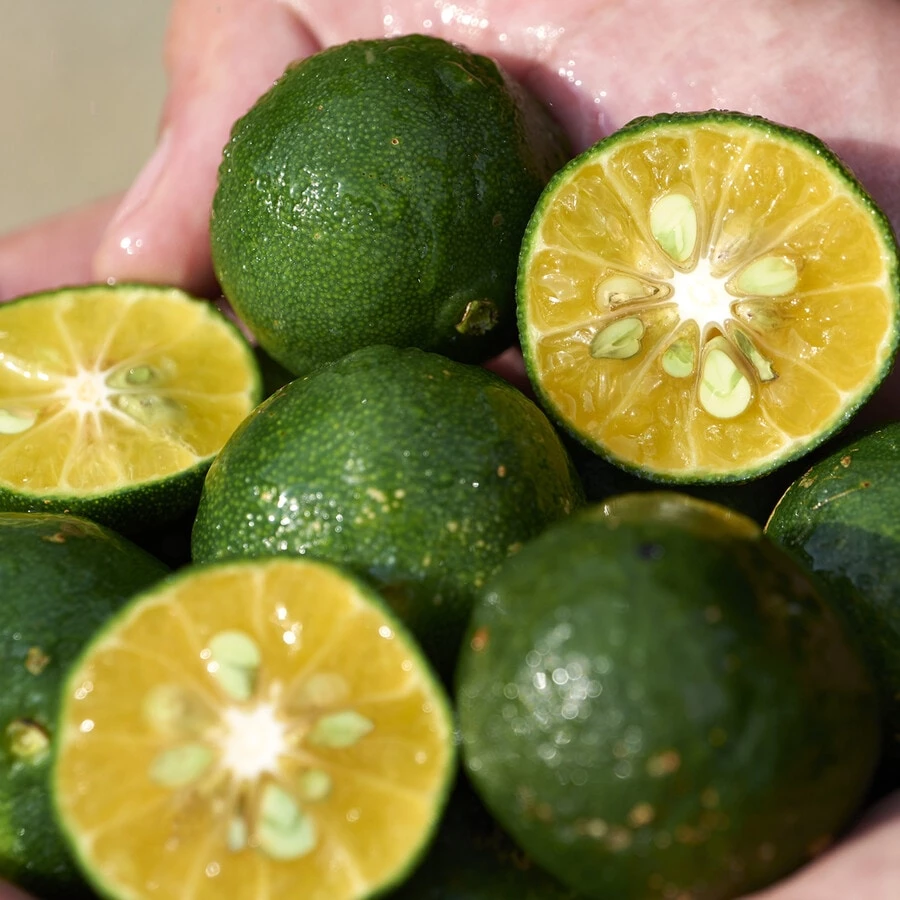 Shiseido Waso Gel-To-Oil Cleanser Detergente Viso 6 Shiseido Waso Gel-To-Oil Cleanser Detergente Viso - immagine 5